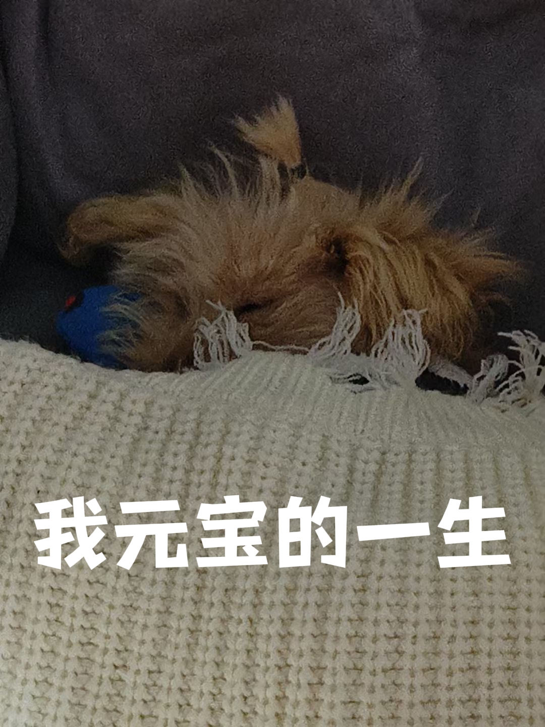 我元宝的一生